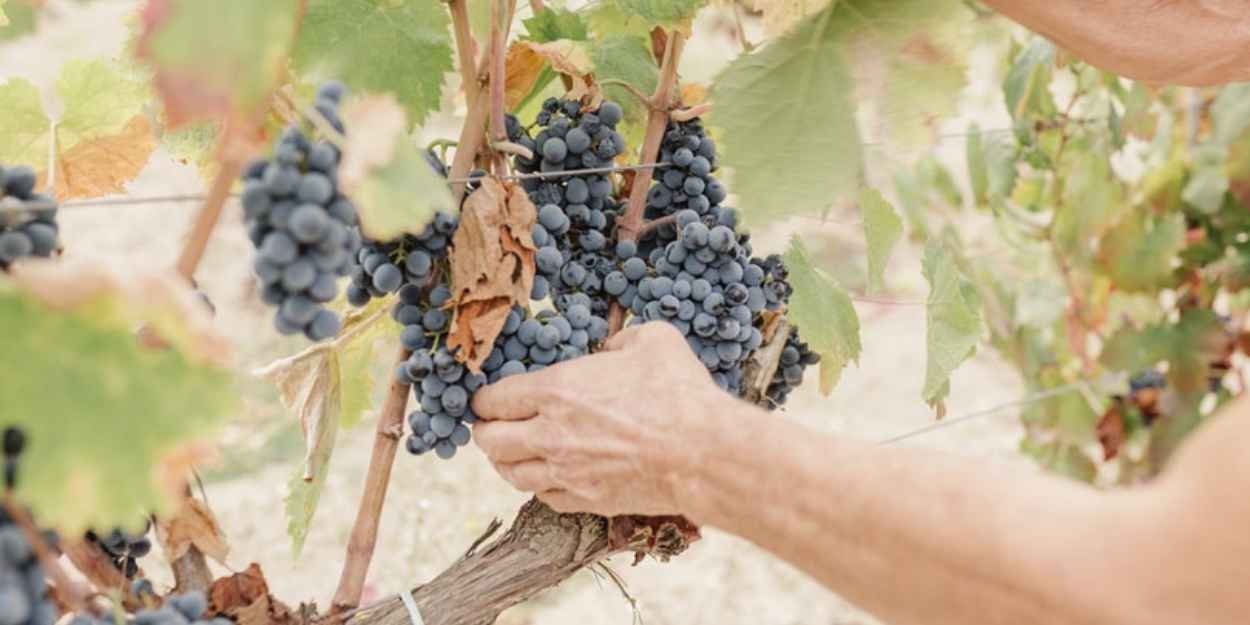 samugheo,sardegna,mandrolisai,agroalimentare,tessitura,panificazione,ricamo,vino,degustazioni,artigianato,enogastronomia,folklore,musica,laboratori,bambini,caseificazione,tradizione,sostenibilità,territorio,cultura