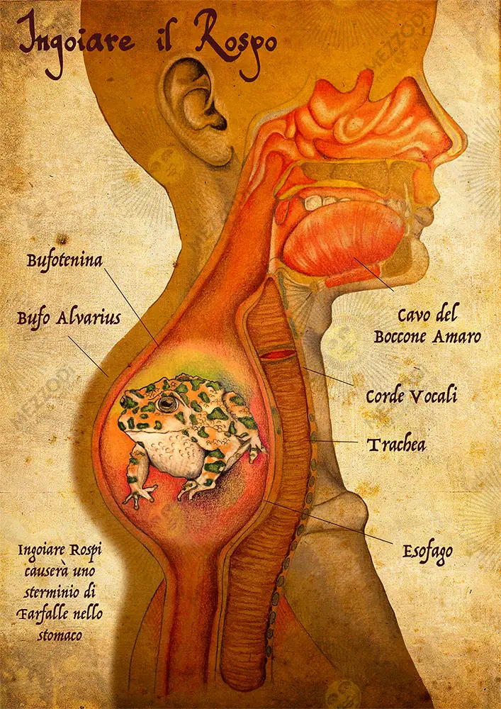 Ingoiare il rospo