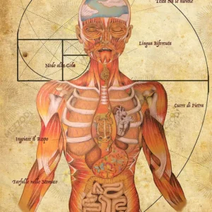 sezione-aurea-relica-re-li-calzi-disegno