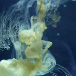 cover-bloomik-ameleto-cascio-video-arte-canvas-blackout