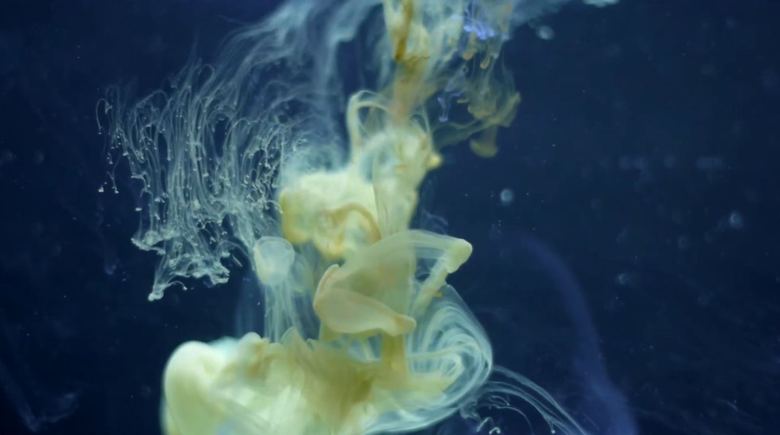 CANVAS BLACKOUT - Bloomik